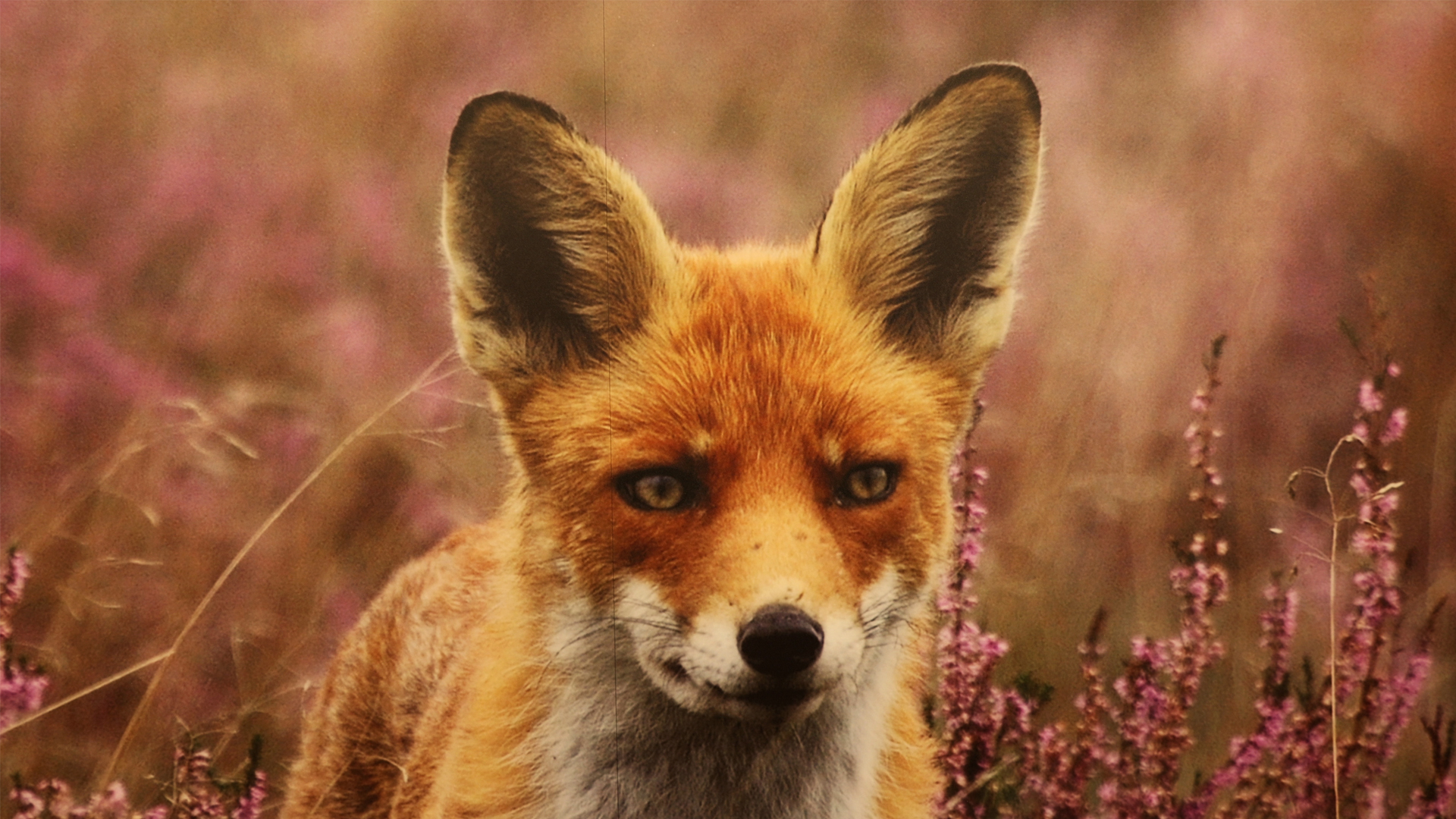 De Hartenberg Wekerom